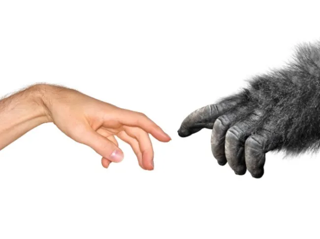 human touching monkey